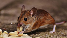 24 Hour & Emergency Exterminators in High Spire, PA